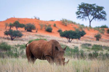 White rhinoceros, Ceratotherium simum, in Kalahari desert, Namibia.