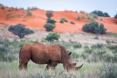White rhinoceros, Ceratotherium simum, in Kalahari desert, Namibia.