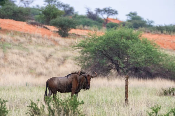 Blue Wildebeest Connochaetes Taurinus Kalahari Desert Namibia — Fotografia de Stock
