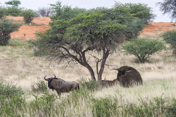 Blue Wildebeest Connochaetes Taurinus Kalahari Desert Namibia — Stockfoto