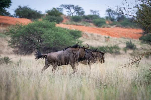Blue Wildebeest Connochaetes Taurinus Kalahari Desert Namibia — Stockfoto