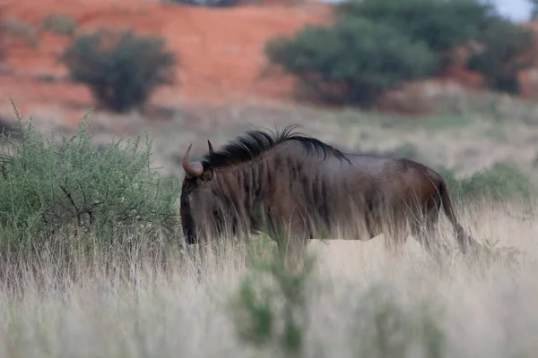 Blue Wildebeest Connochaetes Taurinus Kalahari Desert Namibia — Stok fotoğraf