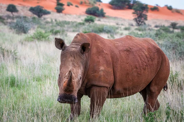 White Rhinoceros Ceratotherium Simum Kalahari Desert Namibia – stockfoto