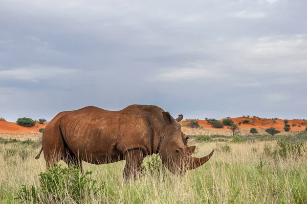 White Rhinoceros Ceratotherium Simum Kalahari Desert Namibia — Foto de Stock