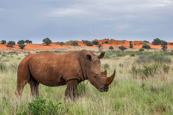 White Rhinoceros Ceratotherium Simum Kalahari Desert Namibia — Stockfoto