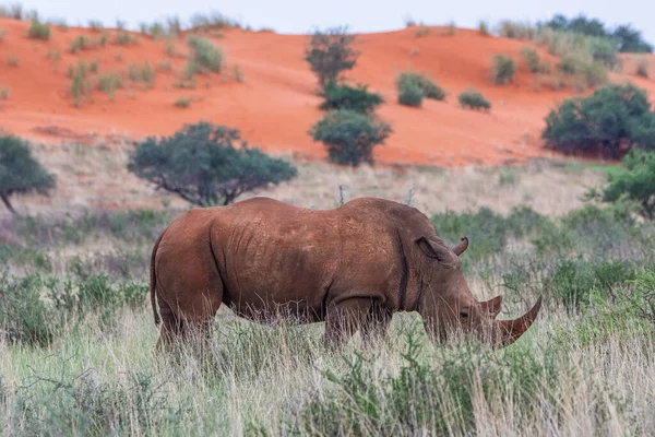 White Rhinoceros Ceratotherium Simum Kalahari Desert Namibia — Foto de Stock