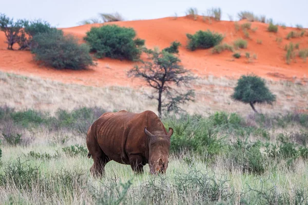 White rhinoceros, Ceratotherium simum, in Kalahari desert, Namibia.