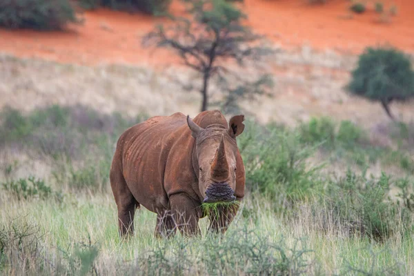 White Rhinoceros Ceratotherium Simum Kalahari Desert Namibia — Fotografia de Stock