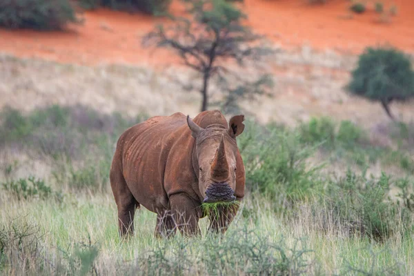 White Rhinoceros Ceratotherium Simum Kalahari Desert Namibia — Stockfoto