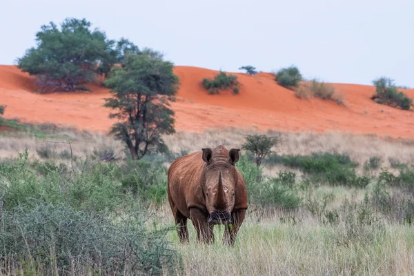White Rhinoceros Ceratotherium Simum Kalahari Desert Namibia — стокове фото