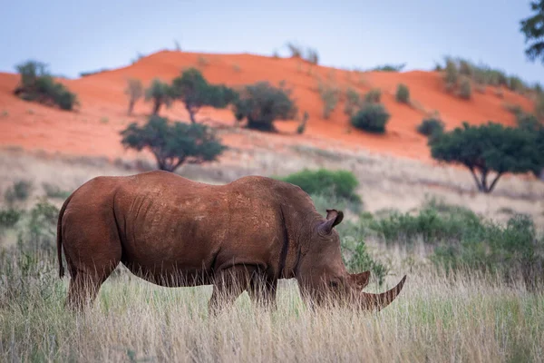 White Rhinoceros Ceratotherium Simum Kalahari Desert Namibia — Fotografia de Stock
