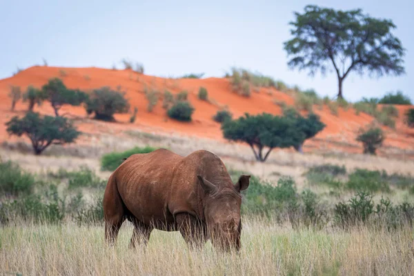 White rhinoceros, Ceratotherium simum, in Kalahari desert, Namibia.