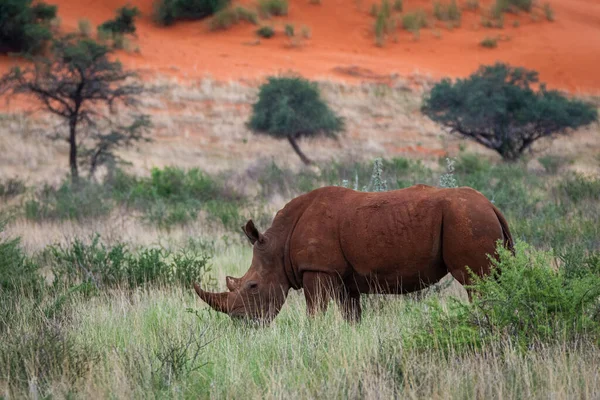 White Rhinoceros Ceratotherium Simum Kalahari Desert Namibia — Stockfoto