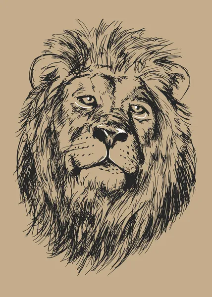 Głowę lwa — Wektor stockowy