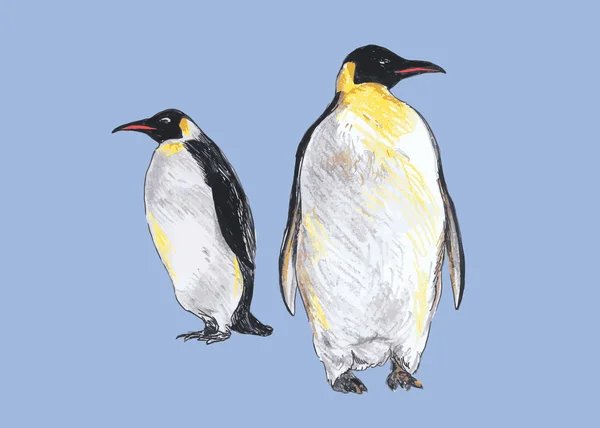Viszont a pingvinek, színes rajz — Stock Vector