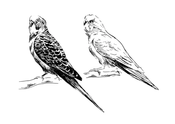 Рисование попугаев — стоковый вектор