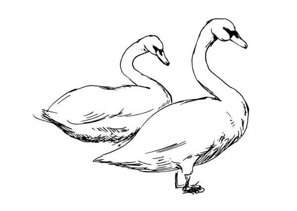Dois cisnes — Vetor de Stock