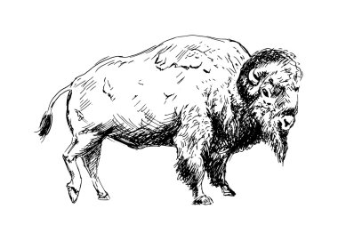 Hand drawing a bison