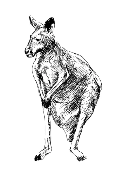 Kenguru — Stock Vector