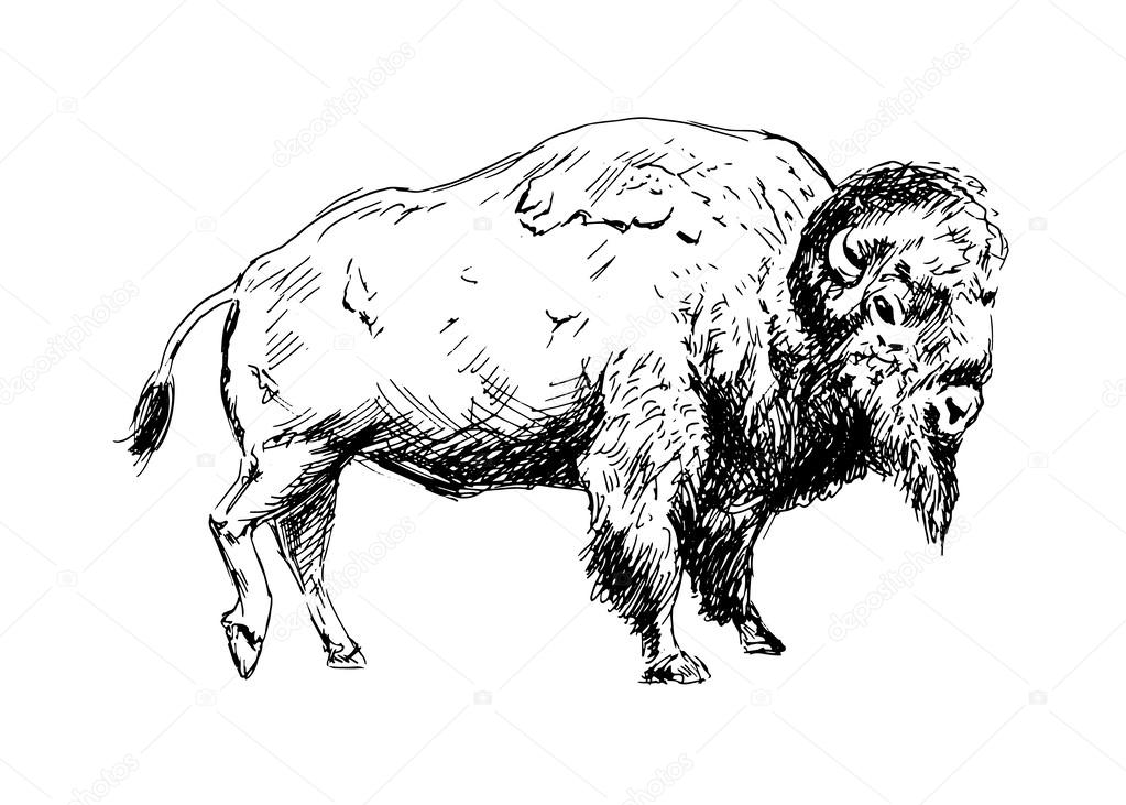 Dessin De Bison Images Vectorielles Dessin De Bison Vecteurs Libres De Droits Depositphotos