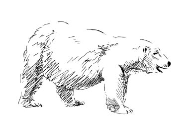 bir kutup ayısı kroki