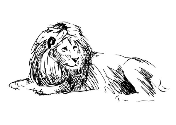 ライオンのスケッチ — ストックベクタ