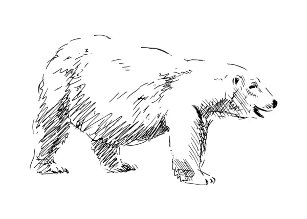 Bosquejo de un oso polar — Vector de stock