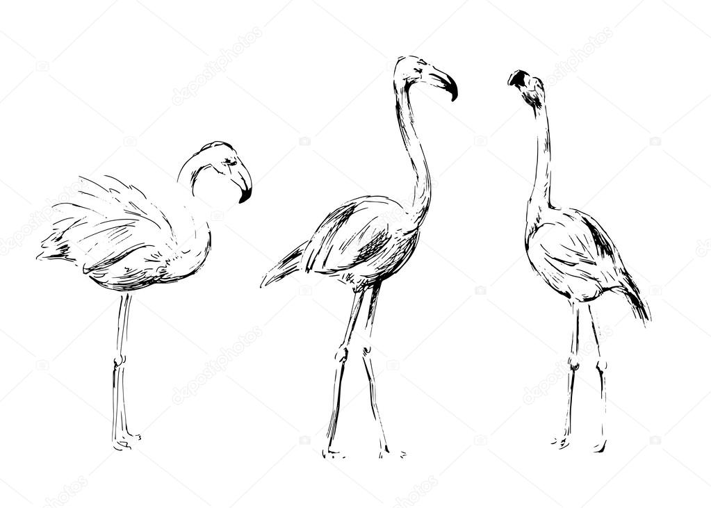Hand drawing flamingos Stock Vector Image by ©onot #43146845