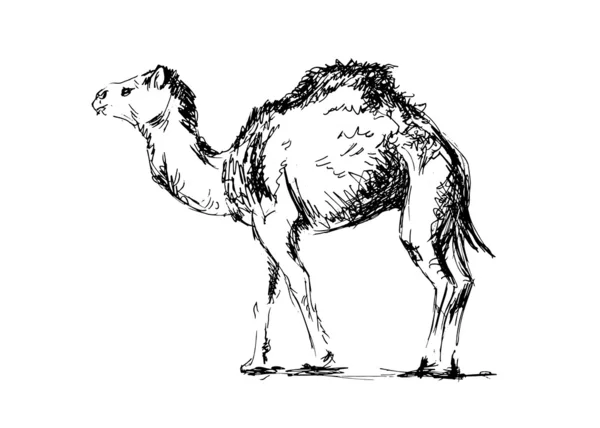 Rysunek wielbłąda — Wektor stockowy