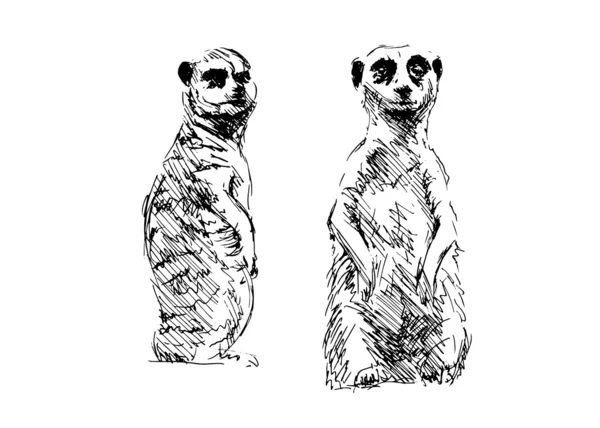 Χέρι σχέδιο meerkats — Διανυσματικό Αρχείο