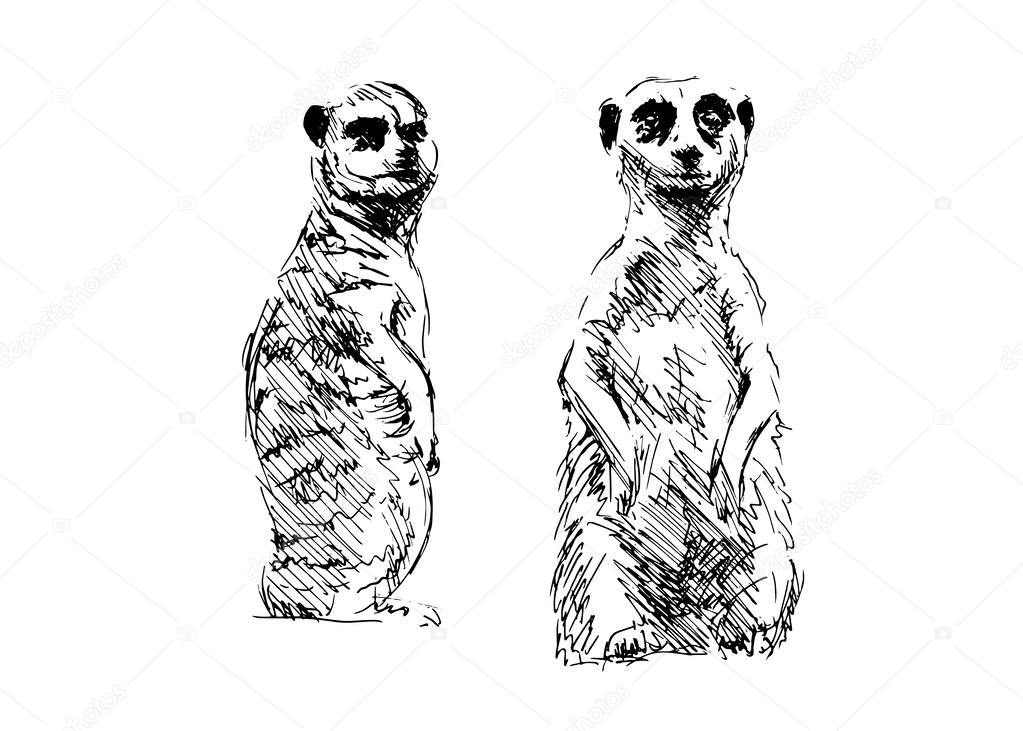 Hand drawing meerkats