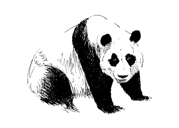 Mão panda desenho —  Vetores de Stock