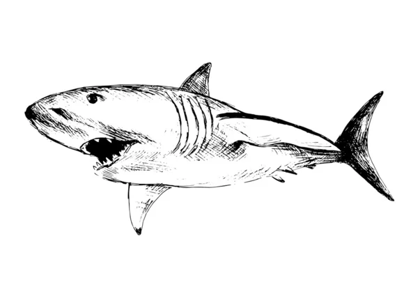 Hand ritning av en haj — Stock vektor