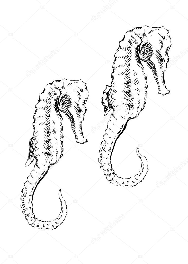 Hand drawing a seahorse