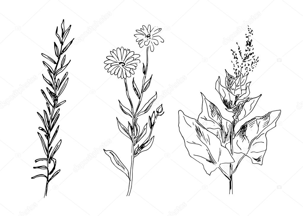 Hand drawing plants — Stock Vector © onot #47610753