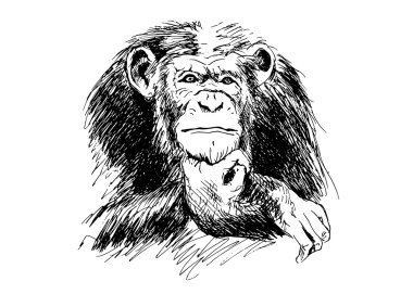 Şempanzeler çizimi uzat