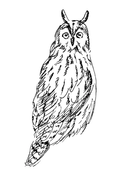 Hibou des marais — Image vectorielle