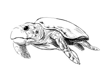 Caretta