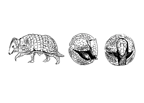 Sketsa tangan armadillo - Stok Vektor