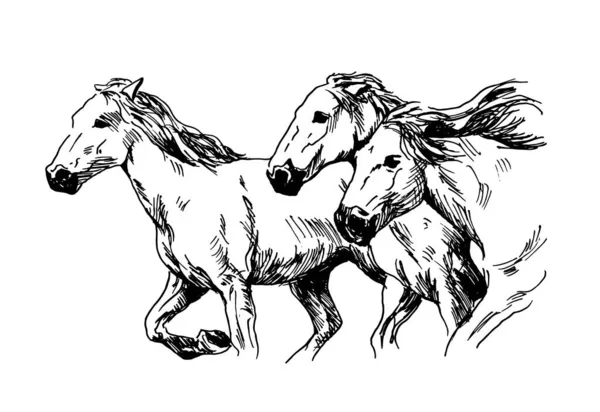 Esboço Manual Cavalos Correr Ilustração Vetorial —  Vetores de Stock