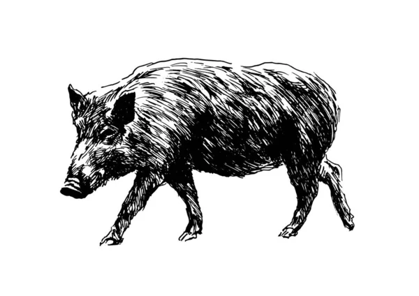 Hand Sketch Wild Boar Vector Illustration — Stock Vector