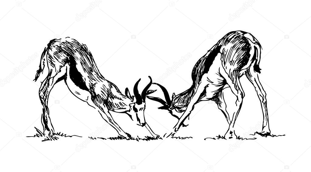 Hand sketch of fighting antelopes. Vector illustration.