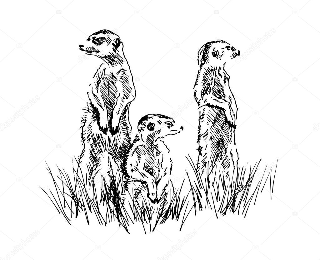 Hand sketch of a group of meerkats. Vector illustration.