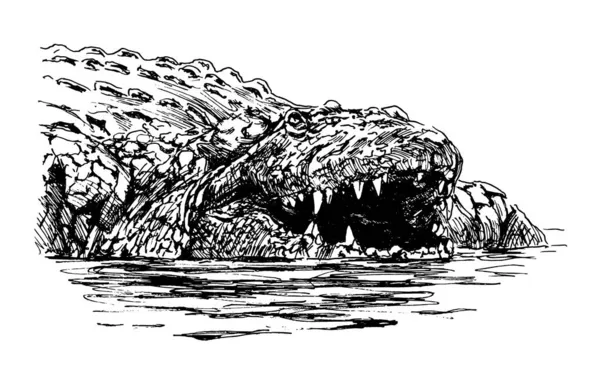 Croquis Main Crocodile Illustration Vectorielle — Image vectorielle