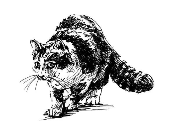 Esbozo Mano Gato Ilustración Vectorial — Archivo Imágenes Vectoriales