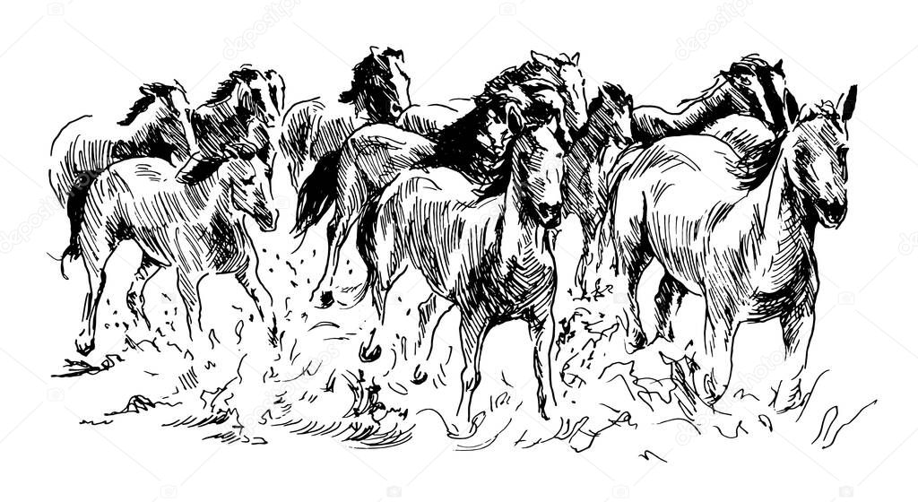 Hand sketch herd of horses. Vector illustration.
