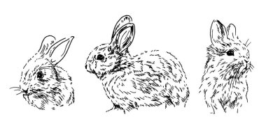 Bebek tavşanların el çizimi. Vektör illüstrasyonu.