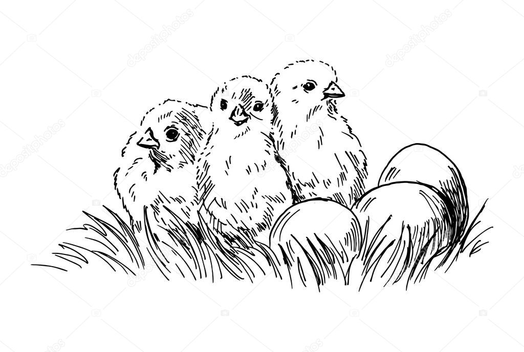 Hand sketch chickens with eggs. Vector illustration.