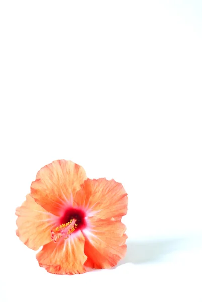 mandalina ebegümeci