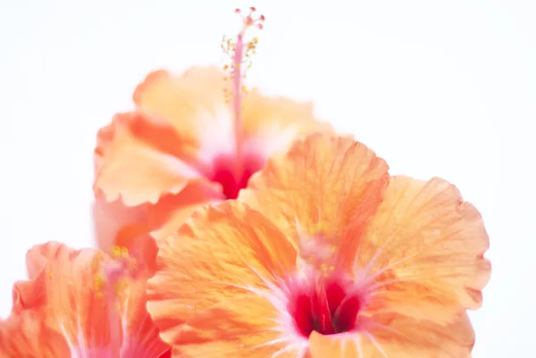 tropikal turuncu çiçek